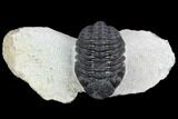 Morocops Trilobite - Visible Eye Facets #120081-1